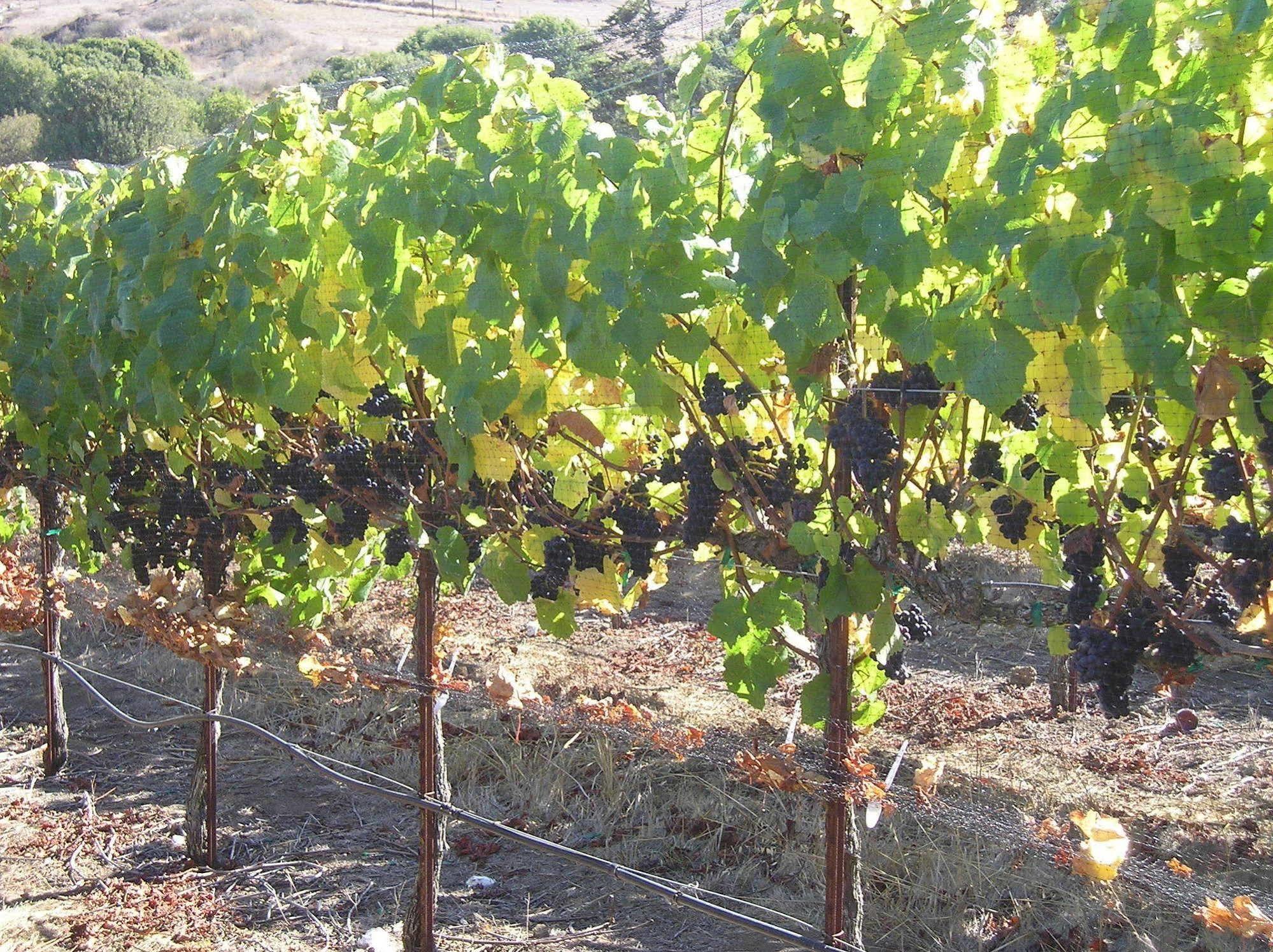 Point Reyes Vineyard Inn California City Kültér fotó
